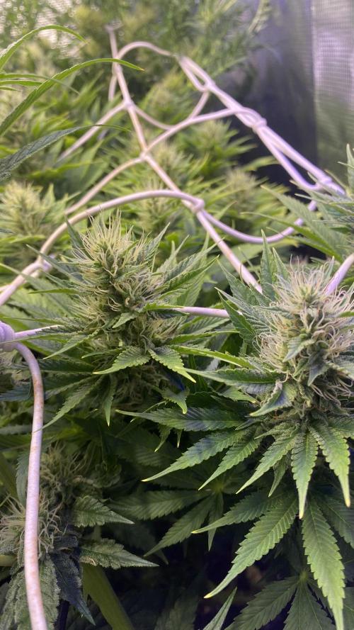 Eternity Growcup 2026 - Sticky Broccoli. Week 11 - day 40
