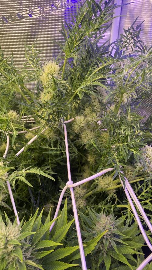 Mentha De Croco - TerpyZ. Mutant. Week 11 - day 40