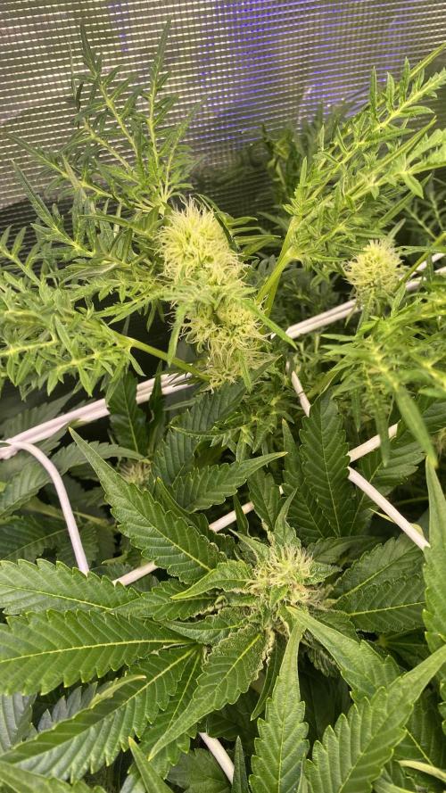 Mentha De Croco - TerpyZ. Mutant. Week 11 - day 40