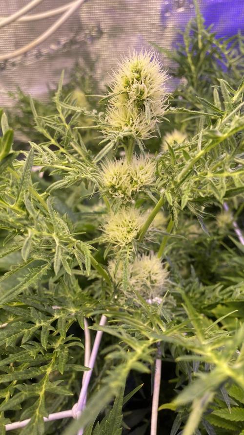 Mentha De Croco - TerpyZ. Mutant. Week 11 - day 40