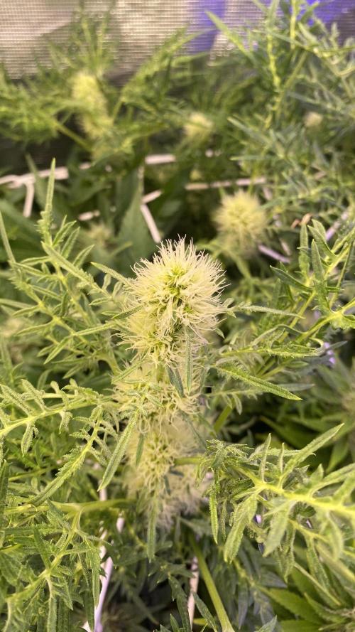 Mentha De Croco - TerpyZ. Mutant. Week 11 - day 40