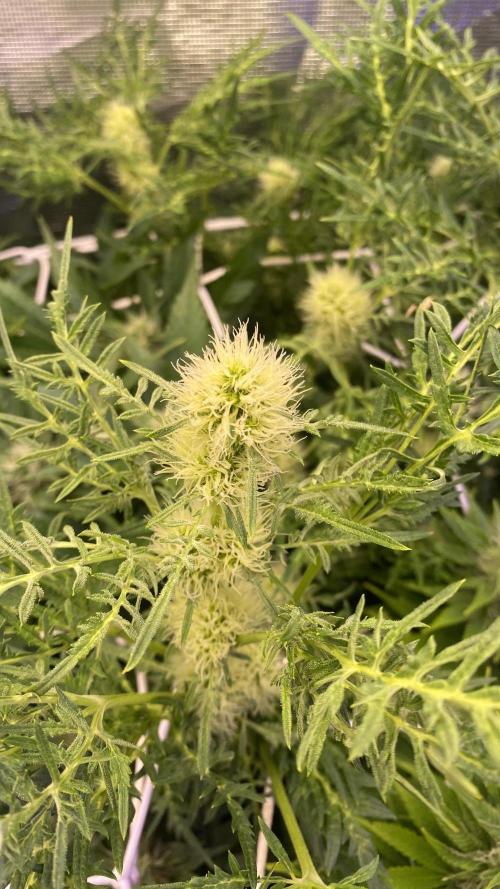 Mentha De Croco - TerpyZ. Mutant. Week 11 - day 40