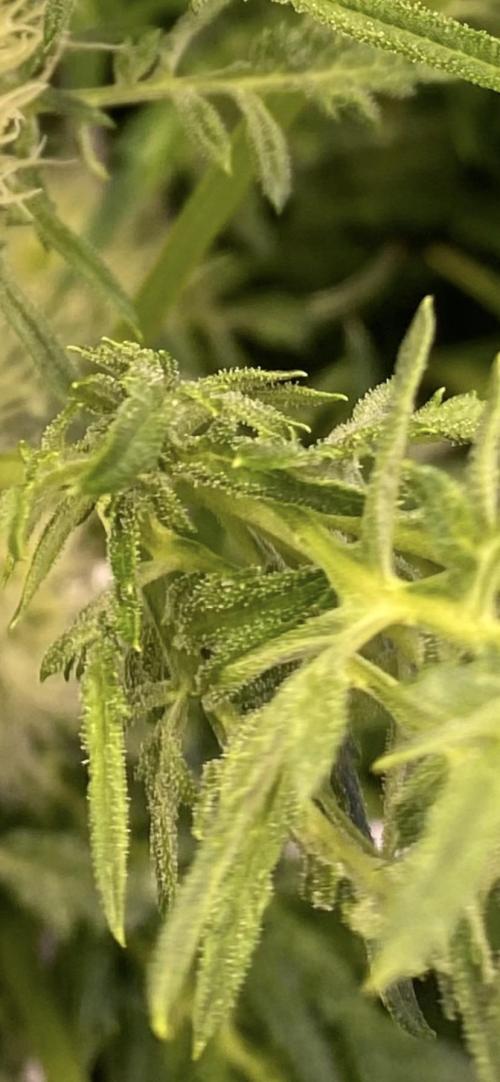 Mentha De Croco - TerpyZ. Mutant. Week 11 - day 40