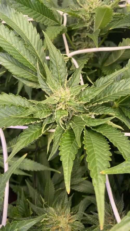 Tom Hills - Deep Chunk - reg photo. Week 11 - day 40