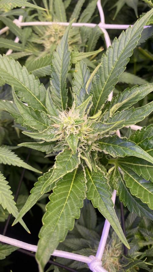 Tom Hills - Deep Chunk - reg photo. Week 11 - day 40