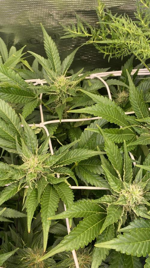 Tom Hills - Deep Chunk - reg photo. Week 11 - day 40