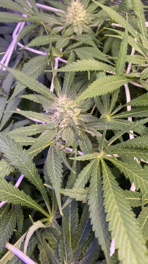 Mazar Kush - World Of Seeds. Week 11 - day 40