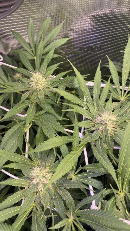 Mazar Kush - World Of Seeds. Week 11 - day 40