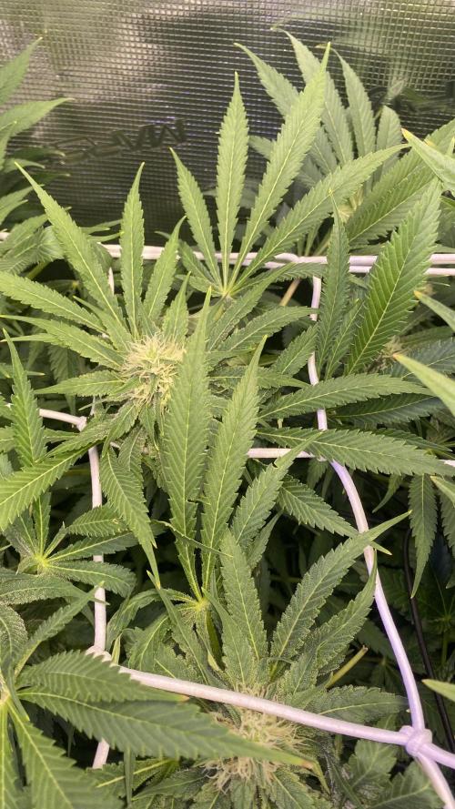 Mazar Kush - World Of Seeds. Week 11 - day 40