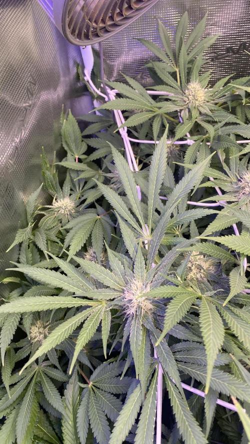 Mazar Kush - World Of Seeds. Week 11 - day 40