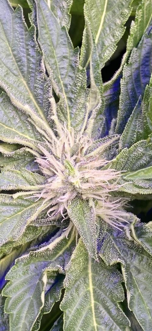 Zamnesia - Hindu Kush - Landrace - Fem. Week 10 - day 40
