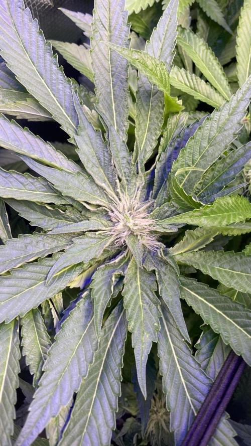 Zamnesia - Hindu Kush - Landrace - Fem. Week 10 - day 40