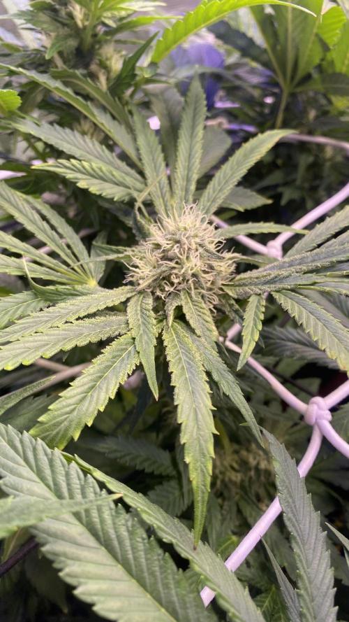 Sticky Wasabi Triploid  Growers Choice. Week 10 - day 40