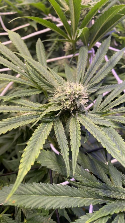 Sticky Wasabi Triploid  Growers Choice. Week 10 - day 40
