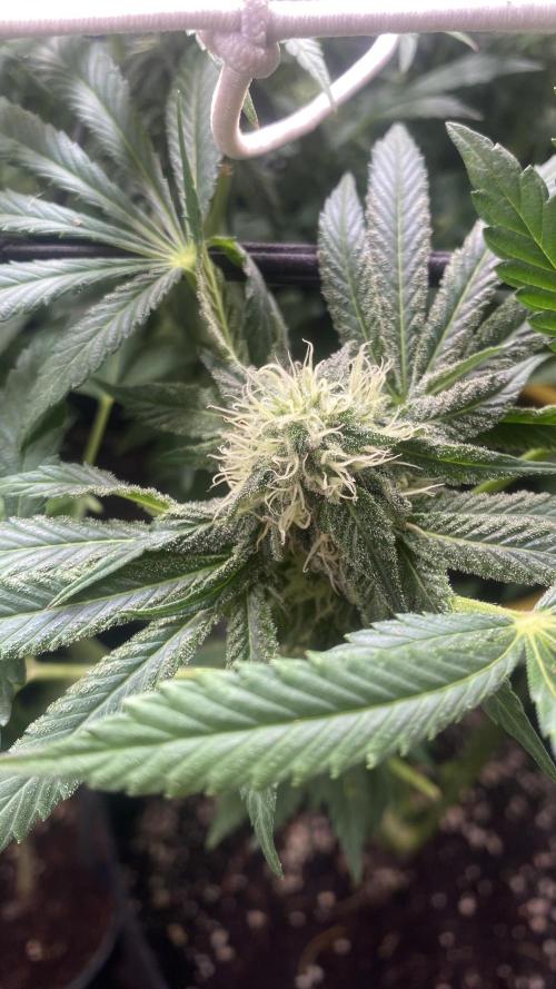 Sticky Wasabi Triploid  Growers Choice. Week 11 - 28/4/2026