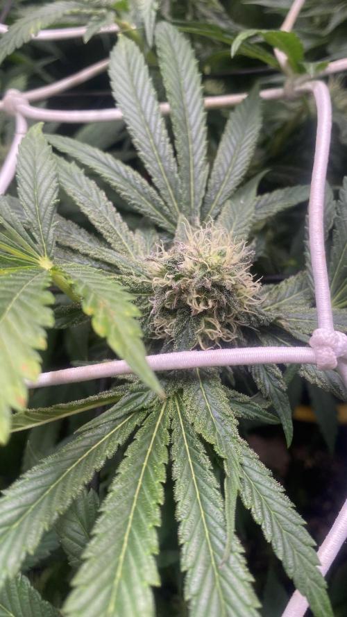 Sticky Wasabi Triploid  Growers Choice. Week 11 - 28/4/2026