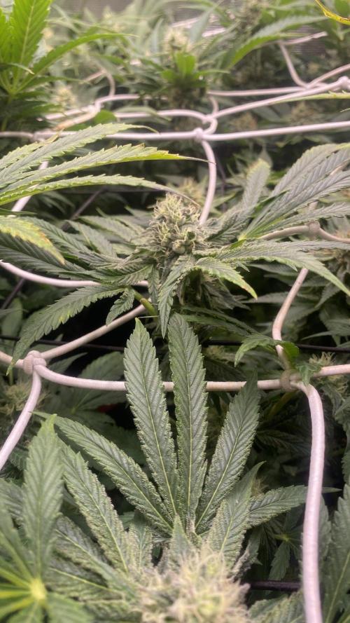 Sticky Wasabi Triploid  Growers Choice. Week 11 - 28/4/2026
