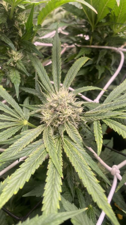 Sticky Wasabi Triploid  Growers Choice. Week 11 - 28/4/2026