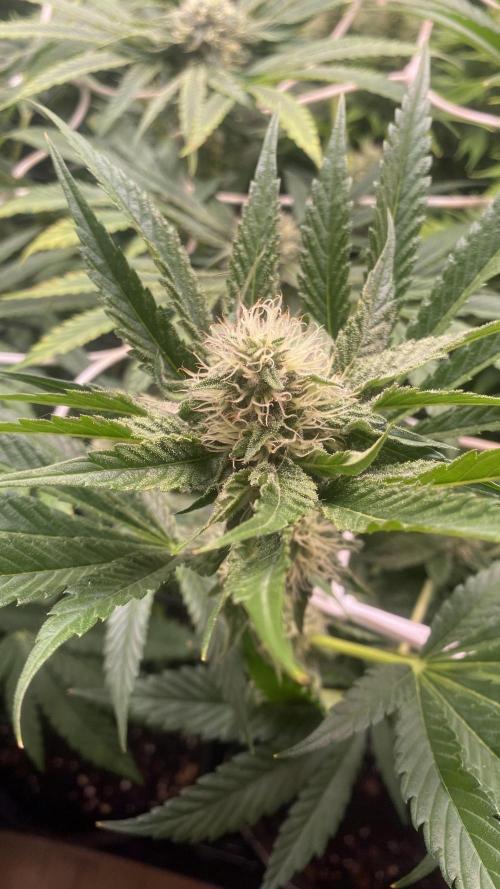 Papaya Frosting - Barneys Farm. Week 11 - 28/4/2026