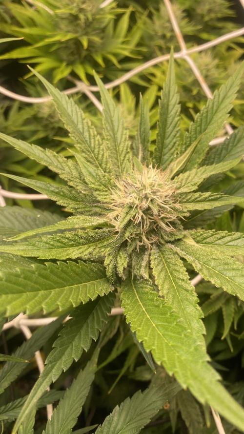 Papaya Frosting - Barneys Farm. Week 11 - 28/4/2026