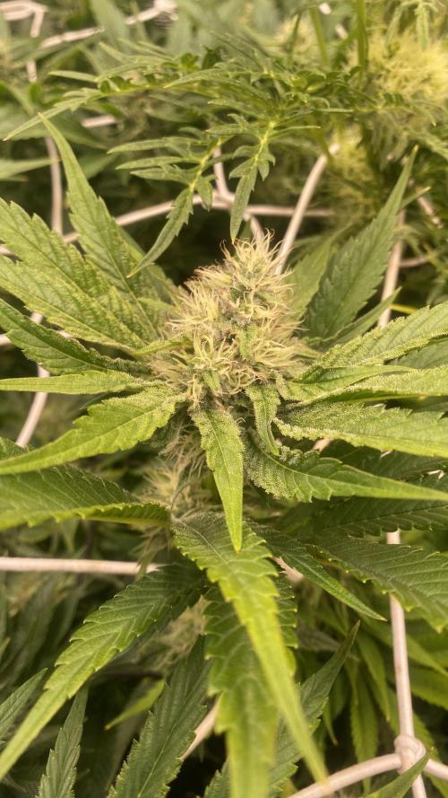 Papaya Frosting - Barneys Farm. Week 11 - 28/4/2026