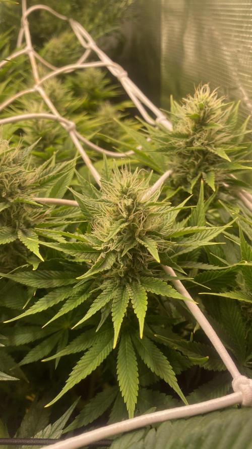 Eternity Growcup 2026 - Sticky Broccoli. Week 12 - 28/4/2026