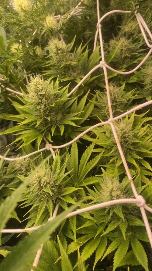 Eternity Growcup 2026 - Sticky Broccoli. Week 12 - 28/4/2026