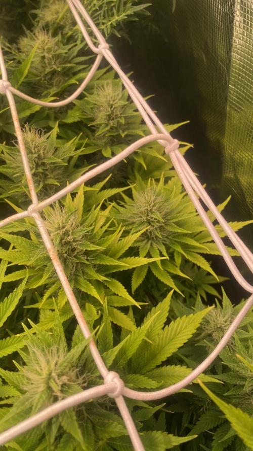 Eternity Growcup 2026 - Sticky Broccoli. Week 12 - 28/4/2026
