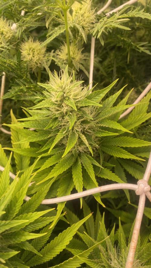 Eternity Growcup 2026 - Sticky Broccoli. Week 12 - 28/4/2026