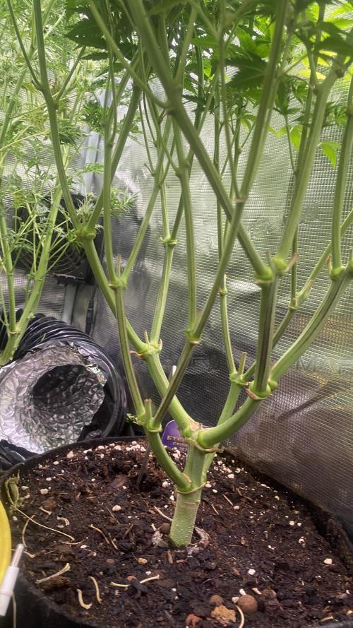 Eternity Growcup 2026 - Sticky Broccoli. Week 12 - 28/4/2026