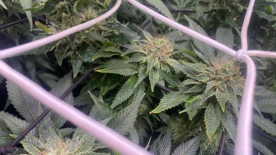 Grandpa Zombie Genetics Fem - Izi Farms. Week 13 - 28/4/2026