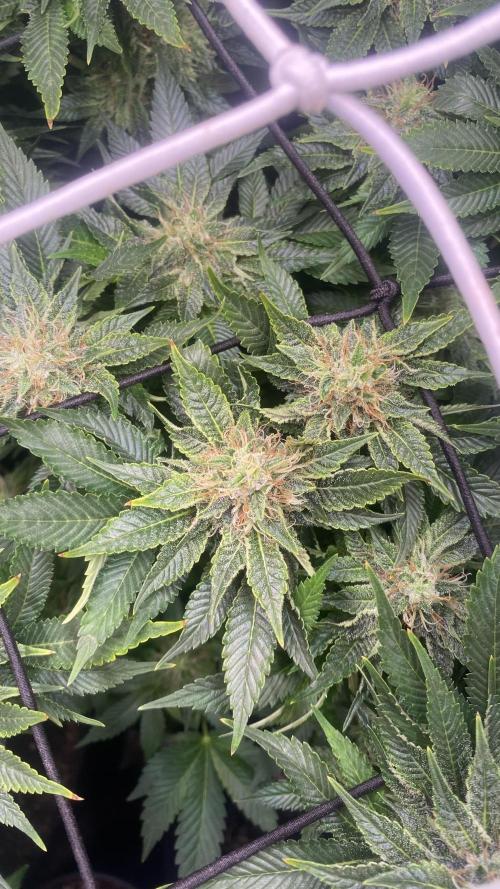 Grandpa Zombie Genetics Fem - Izi Farms. Week 13 - 28/4/2026