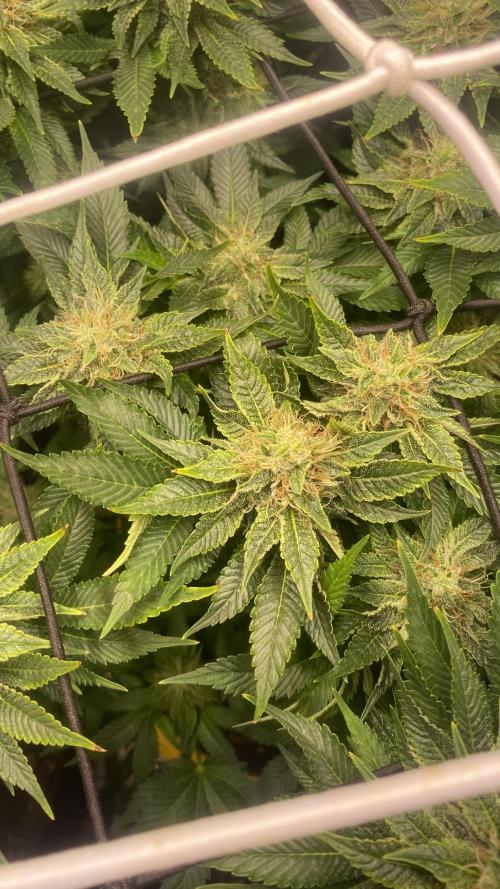 Grandpa Zombie Genetics Fem - Izi Farms. Week 13 - 28/4/2026