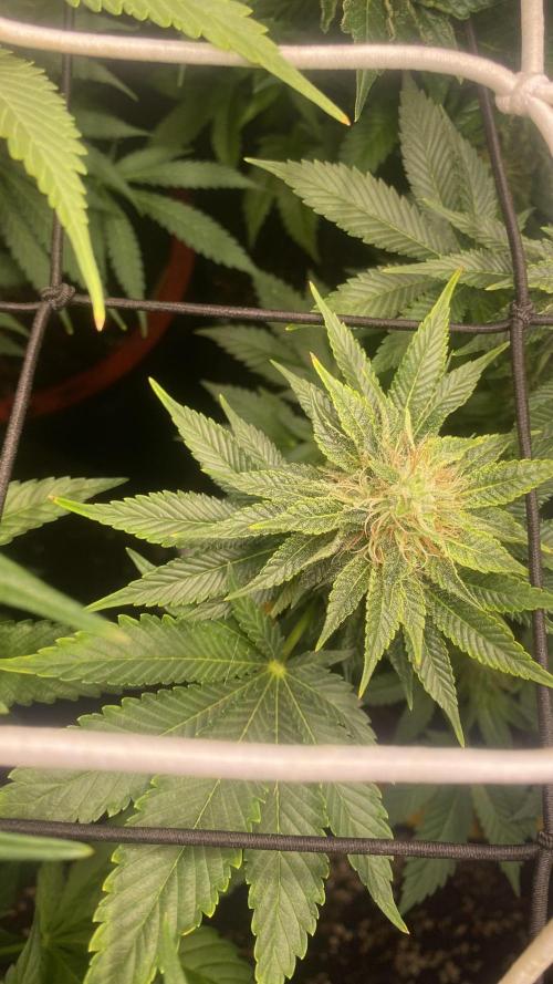 Grandpa Zombie Genetics Fem - Izi Farms. Week 13 - 28/4/2026