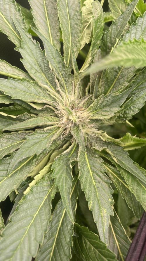 Zamnesia - Hindu Kush - Landrace - Fem. Week 11 - 28/4/2026