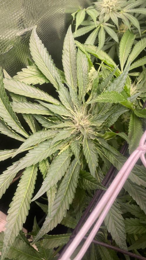 Zamnesia - Hindu Kush - Landrace - Fem. Week 11 - 28/4/2026