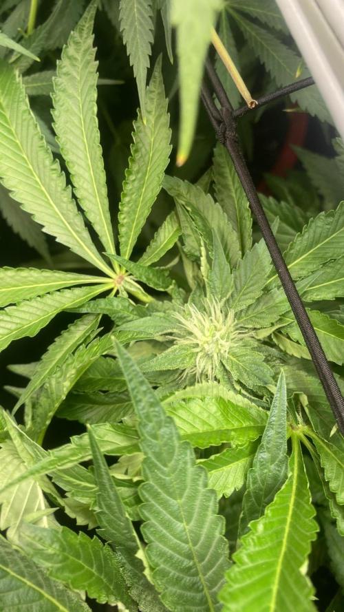 Zamnesia - Hindu Kush - Landrace - Fem. Week 11 - 28/4/2026