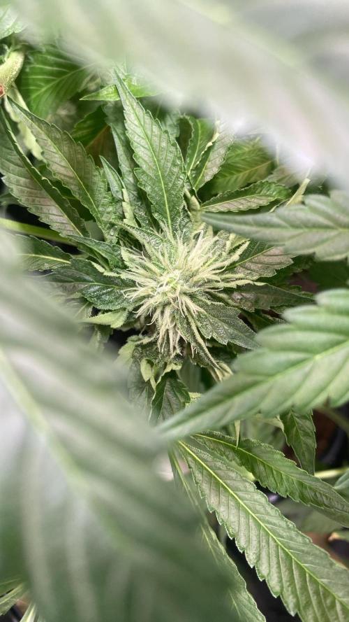 Zamnesia - Hindu Kush - Landrace - Fem. Week 11 - 28/4/2026