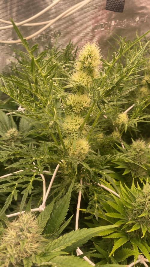 Mentha De Croco - TerpyZ. Mutant. Week 12 - 28/4/2026