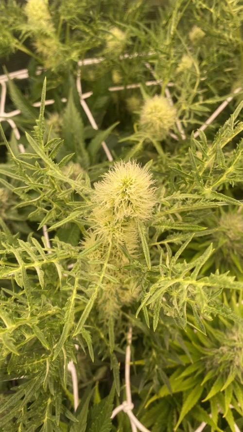 Mentha De Croco - TerpyZ. Mutant. Week 12 - 28/4/2026