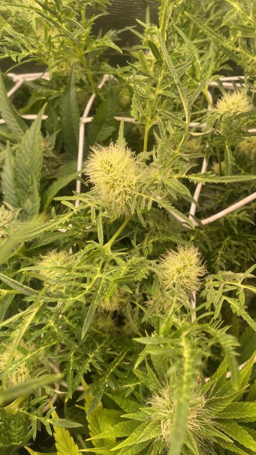 Mentha De Croco - TerpyZ. Mutant. Week 12 - 28/4/2026