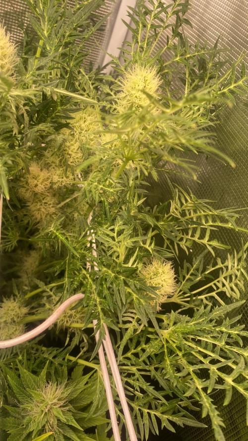 Mentha De Croco - TerpyZ. Mutant. Week 12 - 28/4/2026