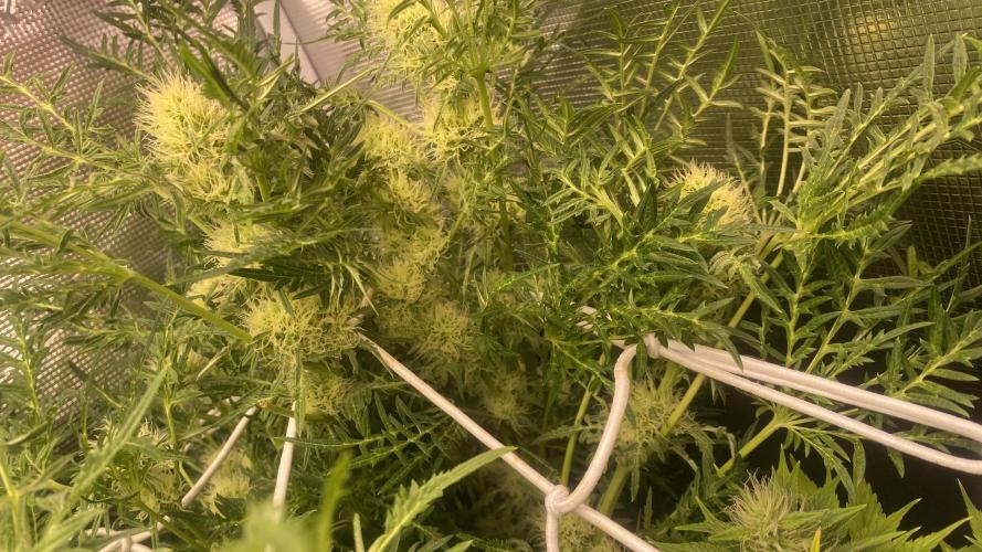 Mentha De Croco - TerpyZ. Mutant. Week 12 - 28/4/2026