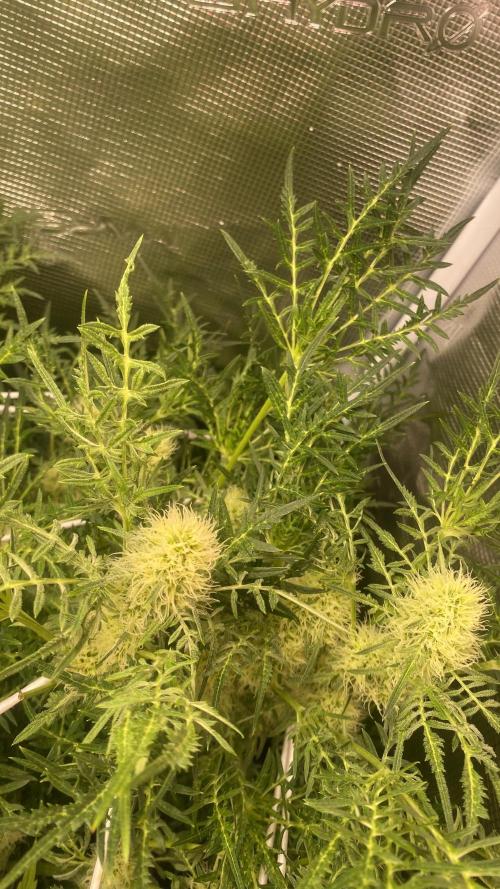 Mentha De Croco - TerpyZ. Mutant. Week 12 - 28/4/2026