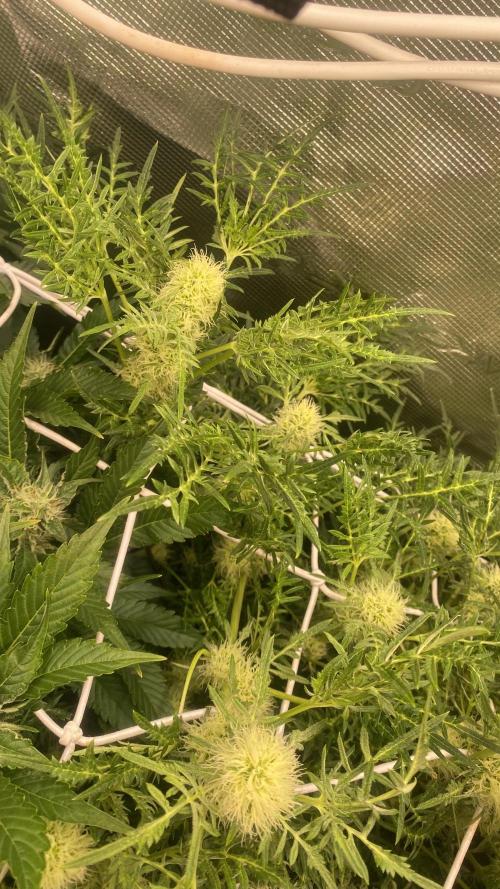 Mentha De Croco - TerpyZ. Mutant. Week 12 - 28/4/2026