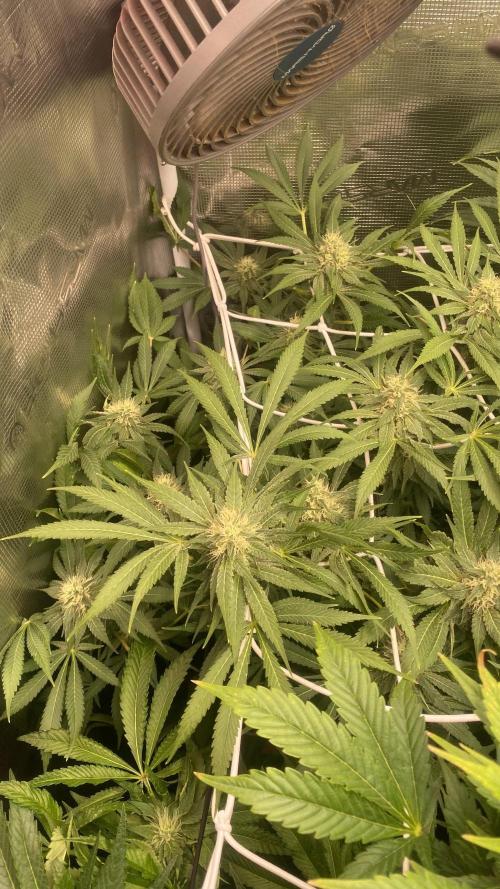 Mazar Kush - World Of Seeds. Week 12 - 28/4/2026