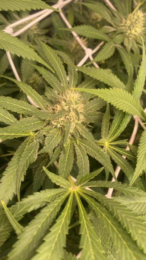 Mazar Kush - World Of Seeds. Week 12 - 28/4/2026