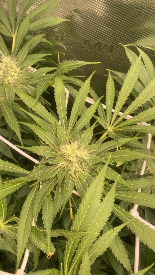 Mazar Kush - World Of Seeds. Week 12 - 28/4/2026