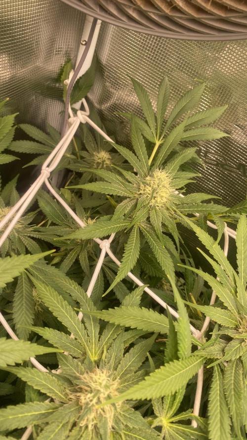 Mazar Kush - World Of Seeds. Week 12 - 28/4/2026