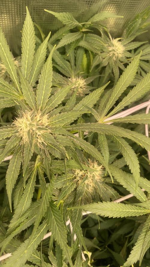 Mazar Kush - World Of Seeds. Week 12 - 28/4/2026